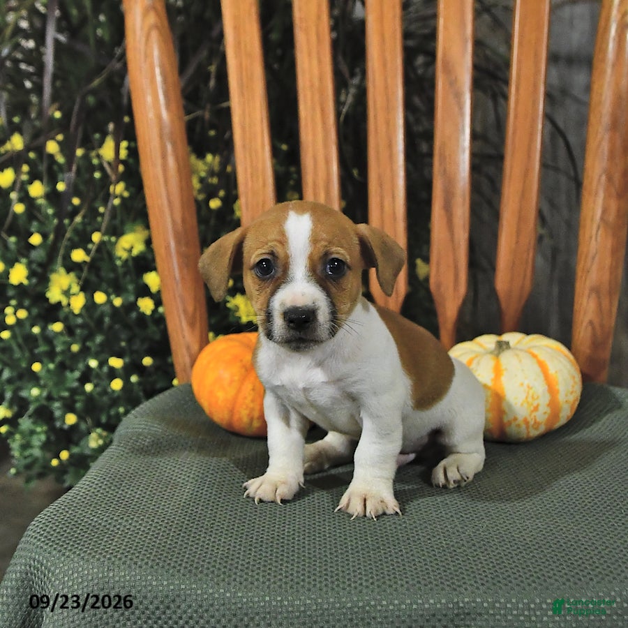 Jack Russell Terrier dogs Frankenstein - Ad 1