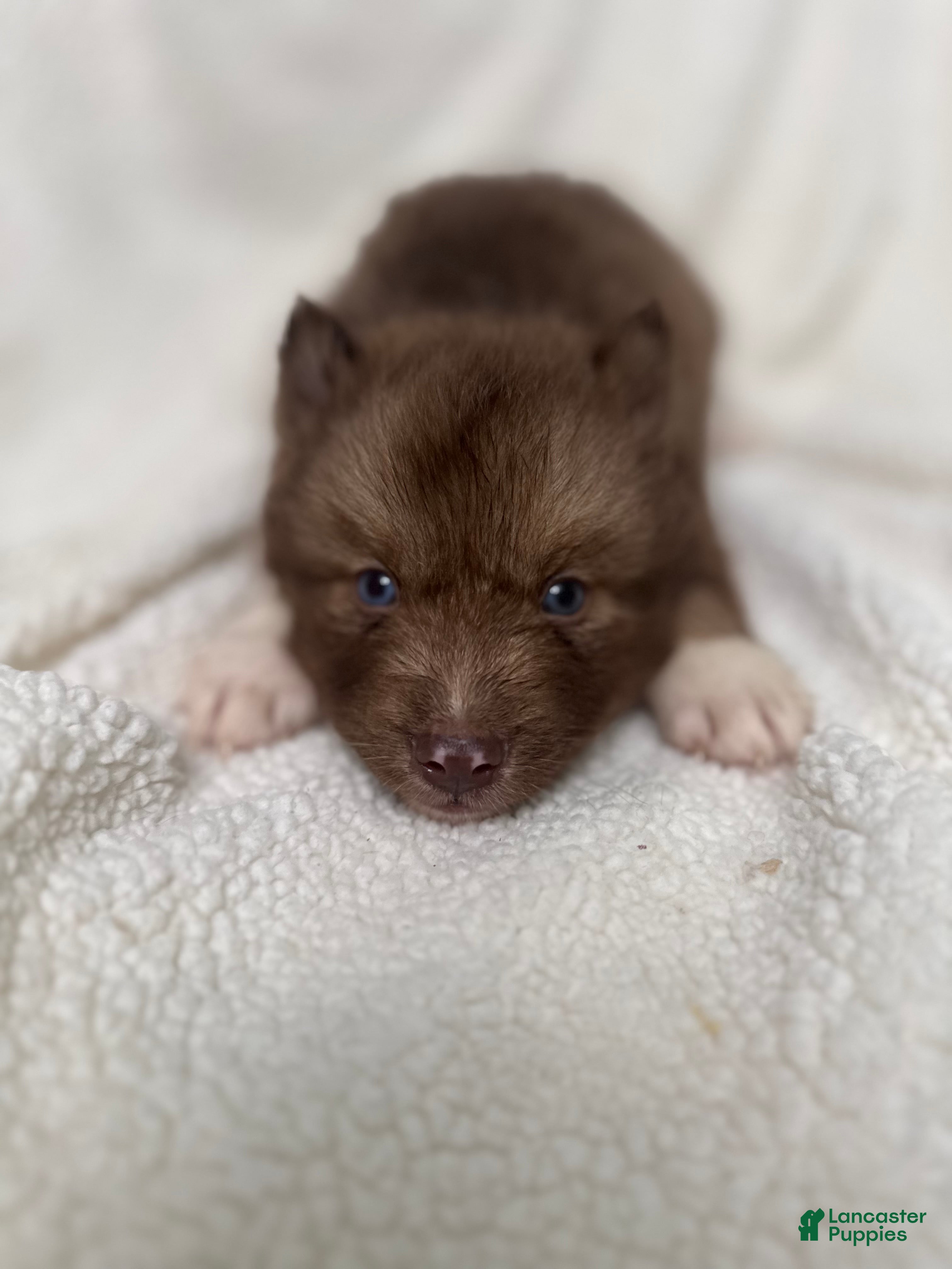 Siberian Husky dogs Carmelita  - Ad 2