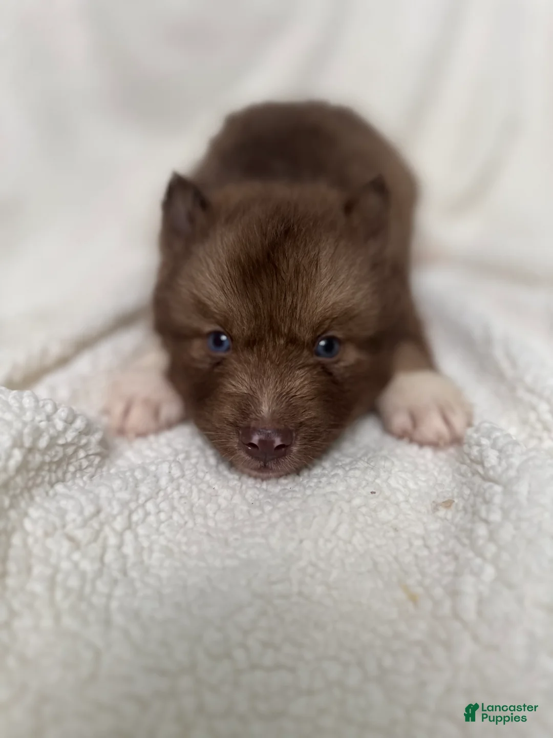 Siberian Husky dogs for sale: Carmelita  - Ad 2