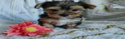 Yorkshire Terrier dogs for sale: Jolene - Ad 4