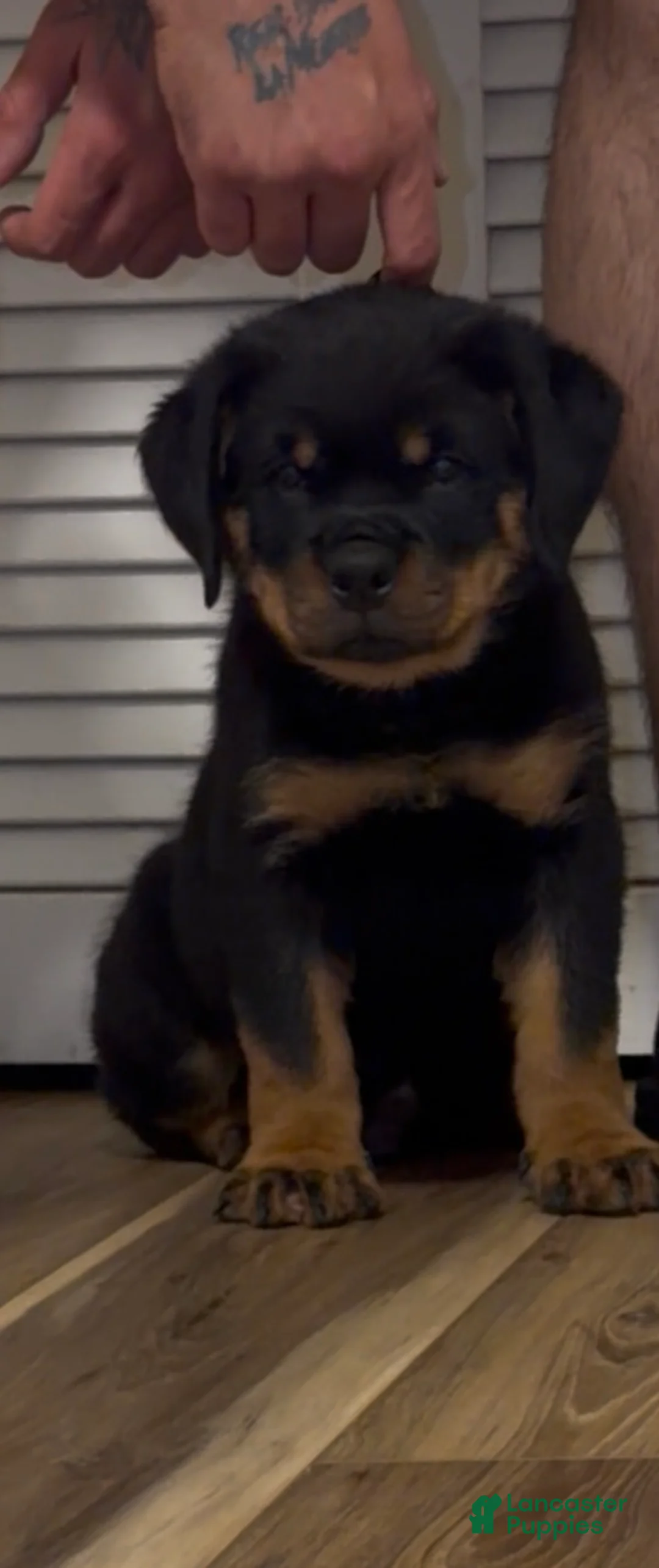 Rottweiler dogs for sale: Rottweiler Male Puppy - Ad 6