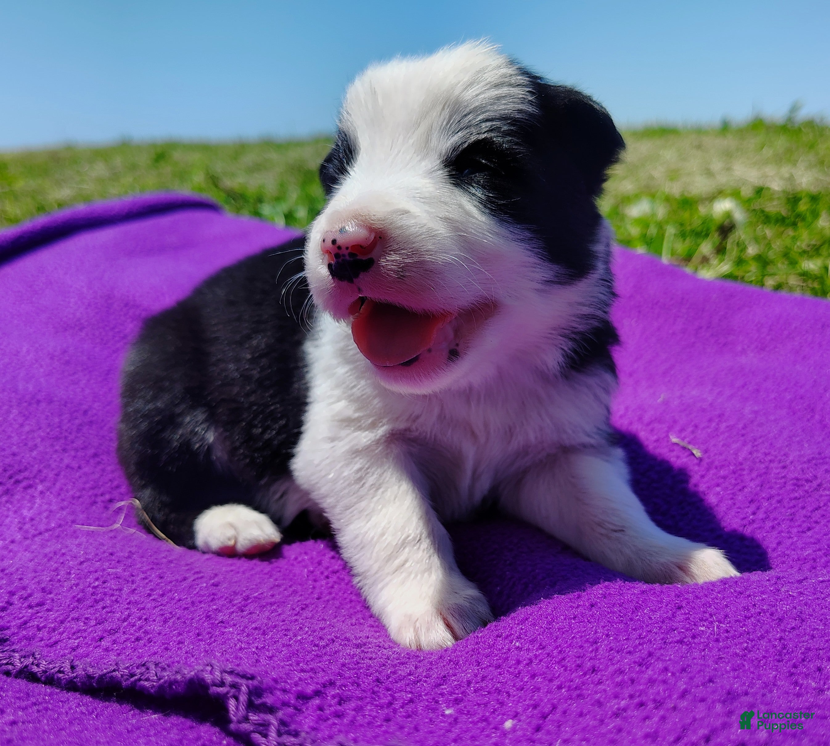 Border Collie dogs Gloria  - Ad 1