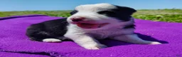Border Collie dogs for sale: Gloria  - Ad 1