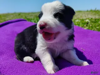 Border Collie dogs for sale: Gloria - Ad 4