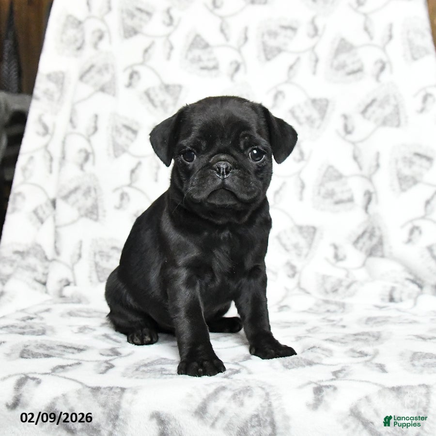 Pug dogs Rocky - Ad 5