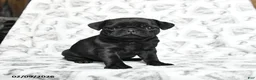 Pug dogs for sale: Rocky - Ad 1