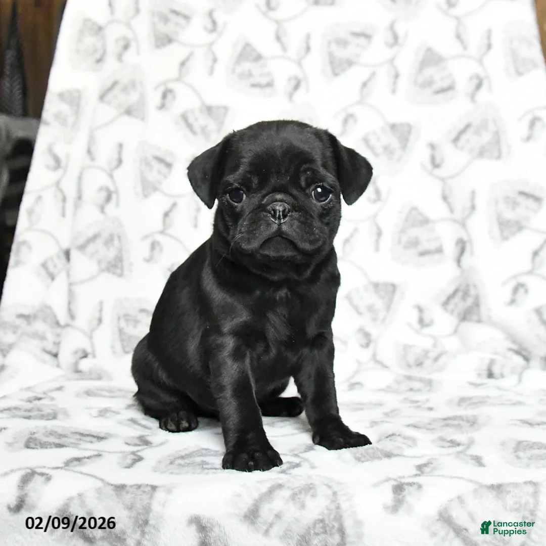 Pug dogs for sale: Rocky - Ad 1