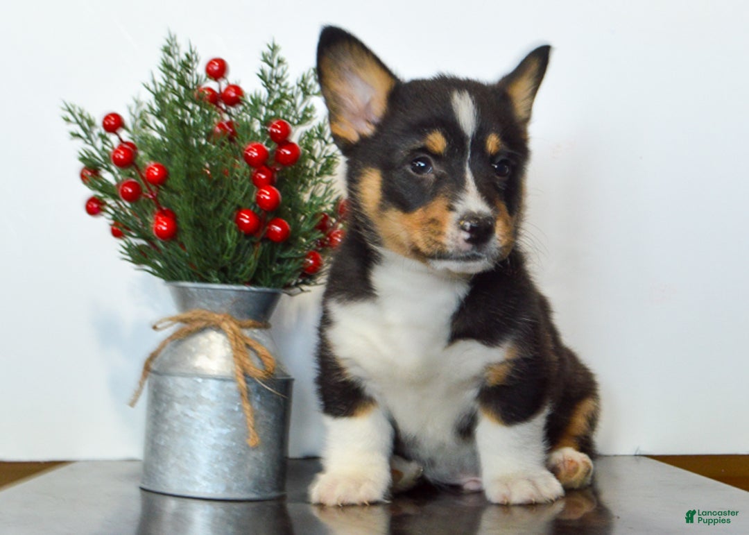 Welsh Corgi Pembroke dogs for sale: Jax - Ad 2
