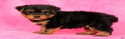 Yorkshire Terrier dogs for sale: Benji - Ad 7