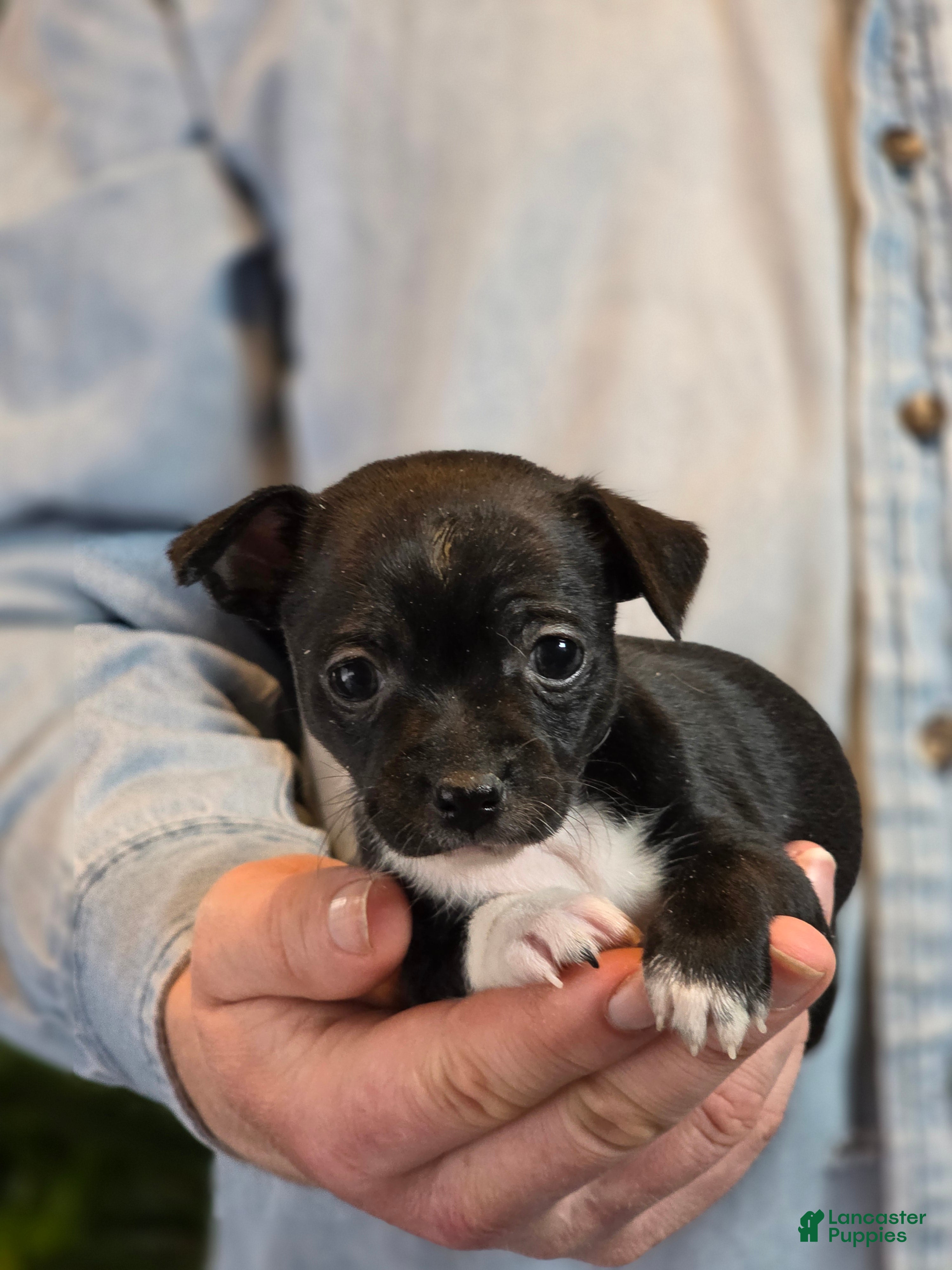 Chihuahua dogs Black Hawk  - Ad 42