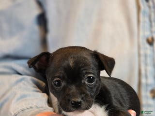 Chihuahua dogs Black Hawk - Ad 2