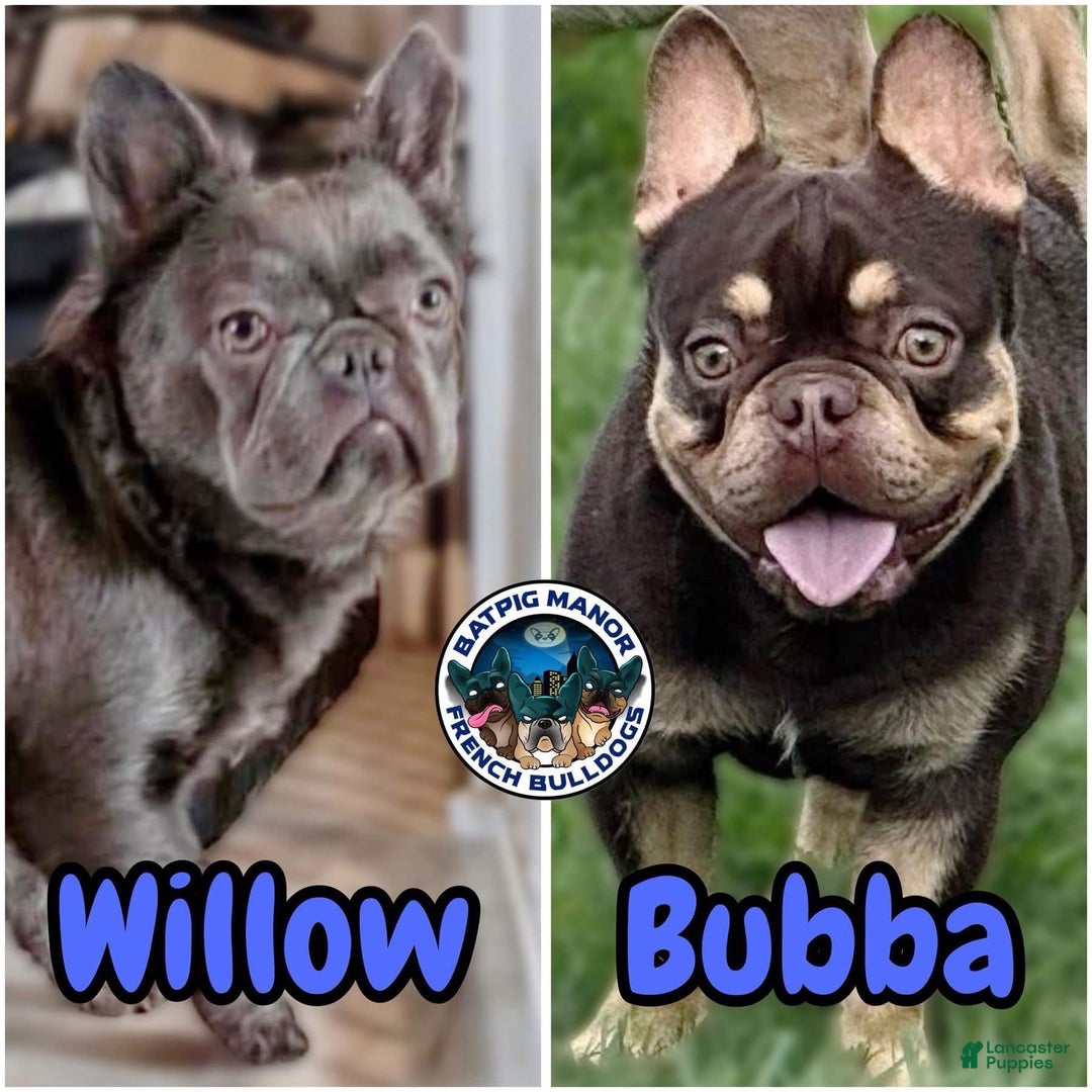 French Bulldog dogs for sale: Puppy 2 - Ad 1