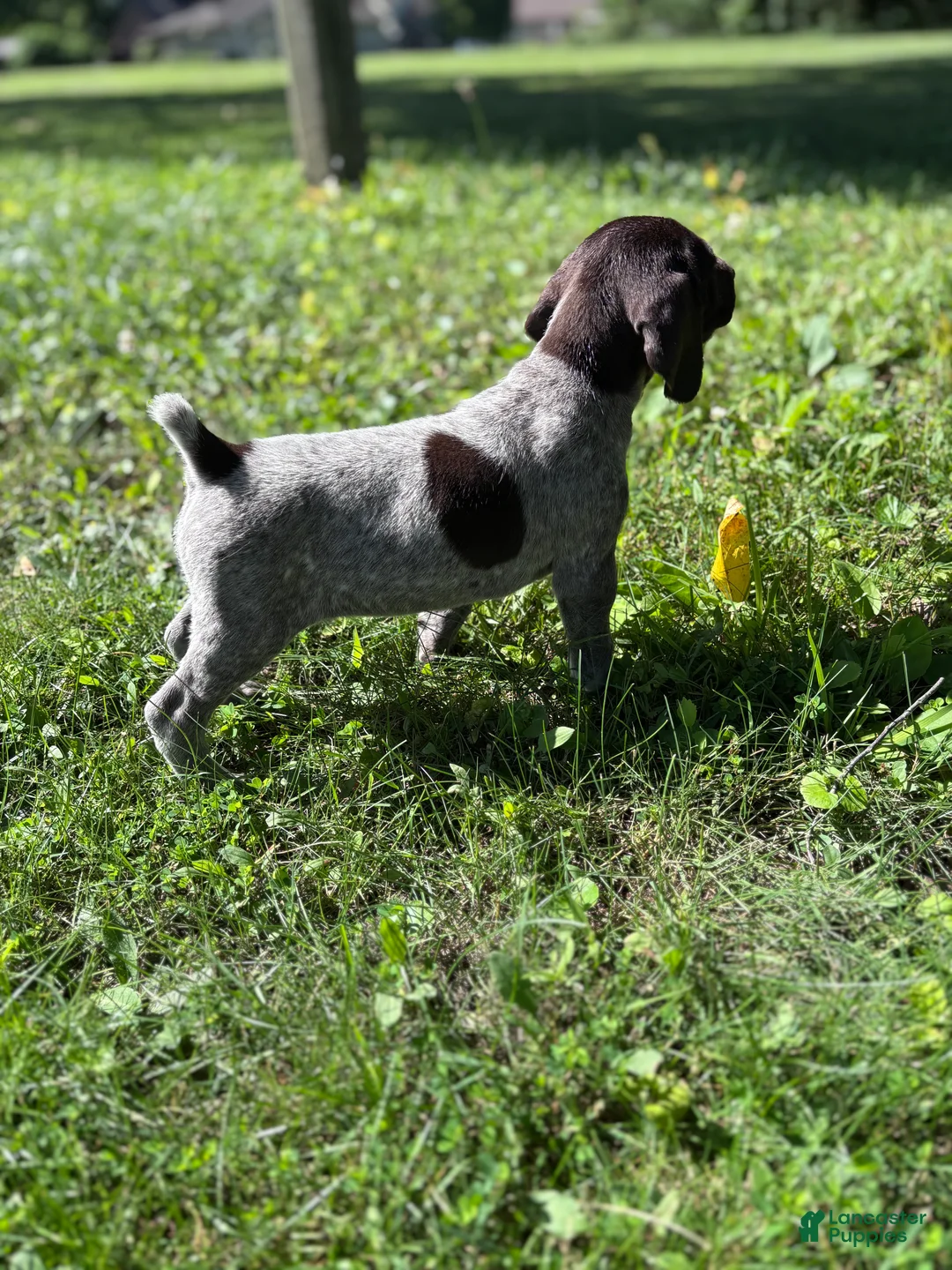 German Shorthaired Pointer dogs for sale: German Shorthaired Pointer 4 - Ad 1
