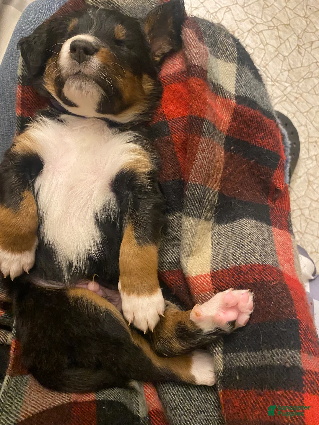 Bernedoodle dogs for sale: Bernedoodle Puppy 1 - Ad 17