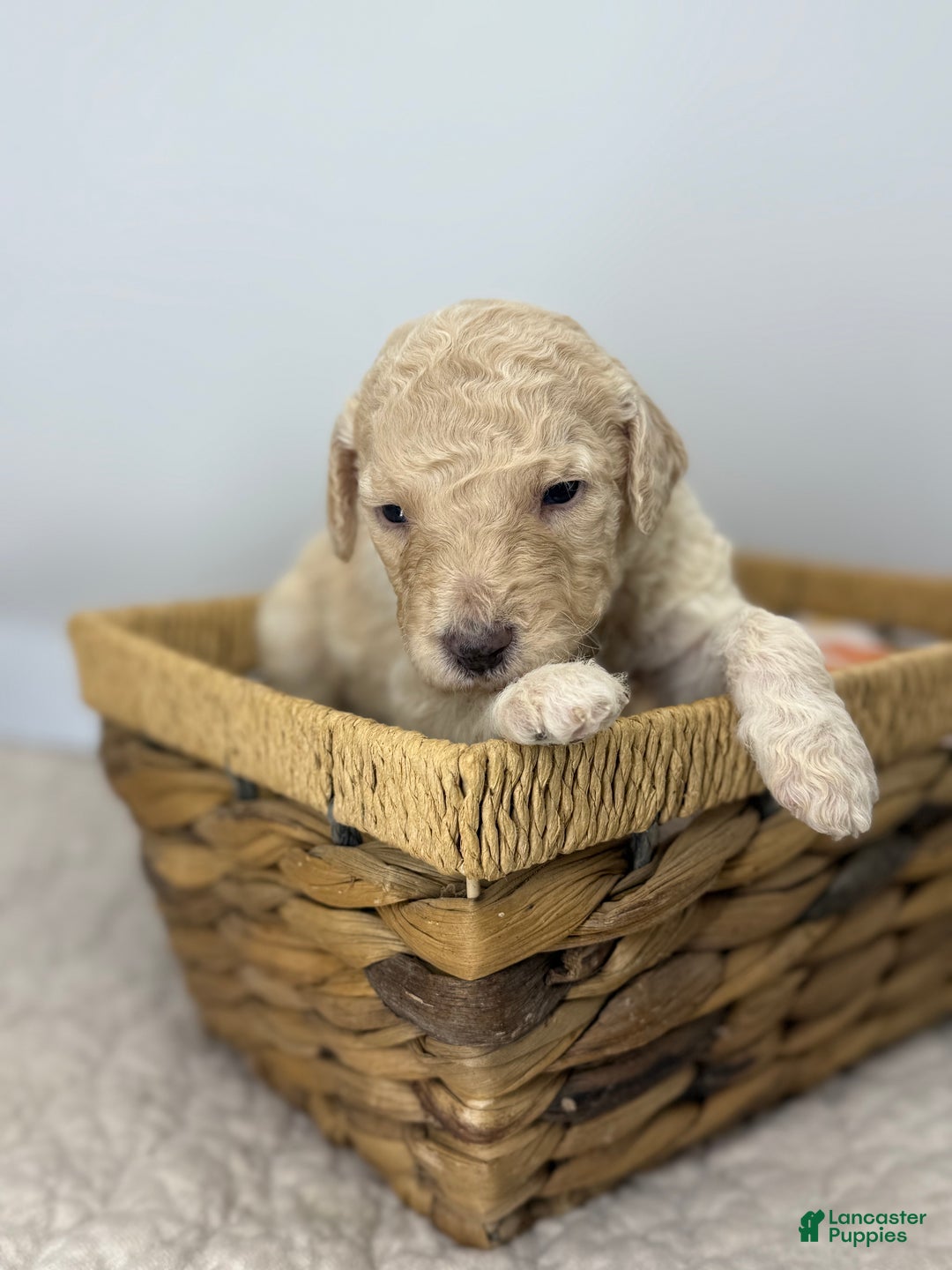 Sheepadoodle dogs for sale: Banana Crème  - Ad 2