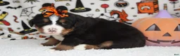 Bernese Mountain Dog dogs for sale: Cagney  - Ad 7