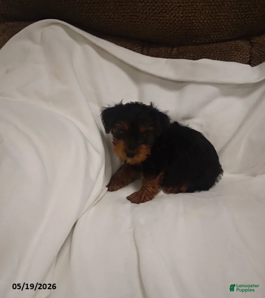 Yorkshire Terrier dogs for sale: Bear - Ad 3