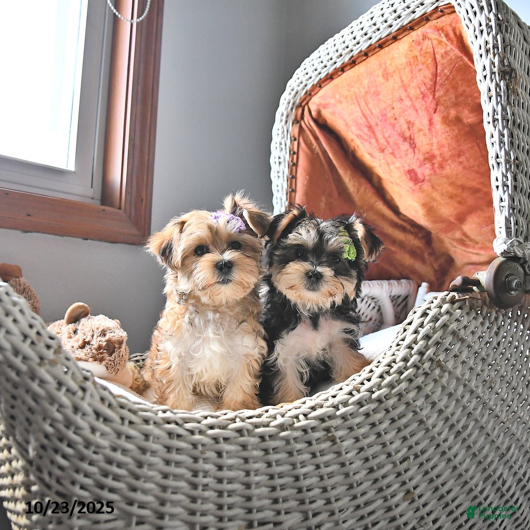 Morkie dogs for sale: Amber - Ad 10