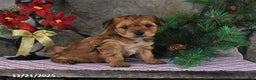 Yochon dogs for sale: Shorty - Ad 1