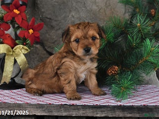 Yochon dogs Shorty - Ad 22