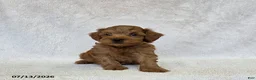 Mini Goldendoodle dogs for sale: Balto - Ad 3