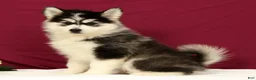 Pomsky dogs for sale: Orlando - Ad 1