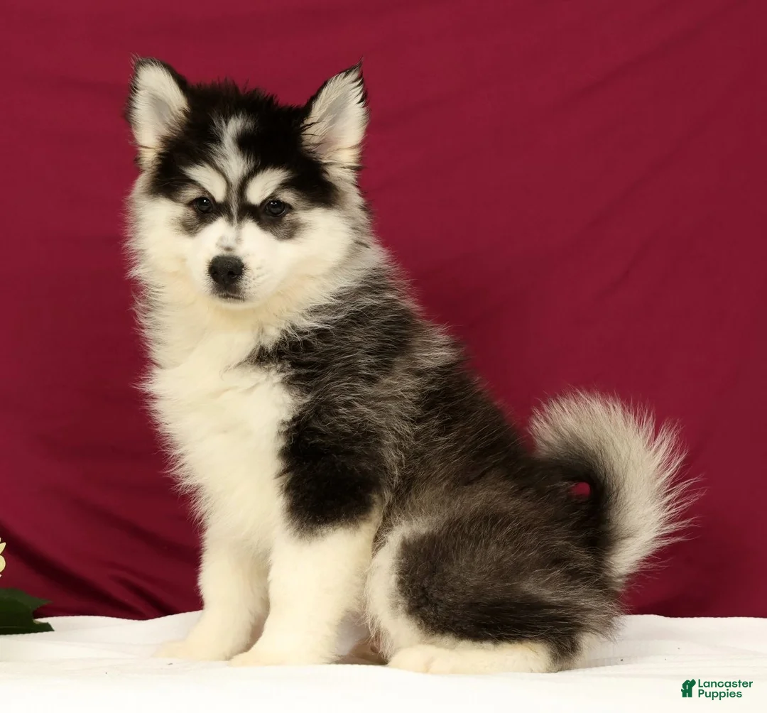 Pomsky dogs for sale: Orlando - Ad 1