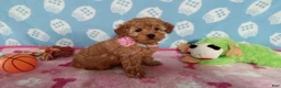 Toy Poodle dogs for sale: Holly  - Ad 2