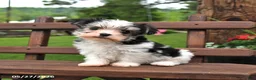 Morkie dogs for sale: Patches - Ad 3