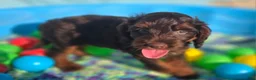 Cockapoo dogs for sale: Meeko - Ad 4