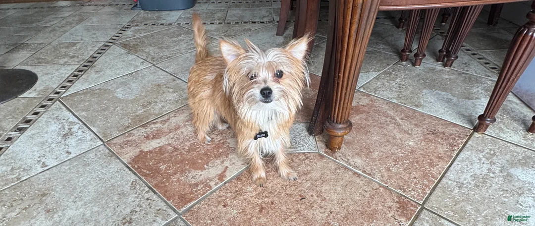 Mixed Breed dogs for sale: King  - Ad 1