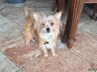 Mixed Breed dogs King - Ad 22