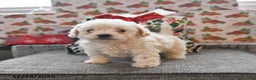Toy Poodle dogs for sale: Wyatt  - Ad 3