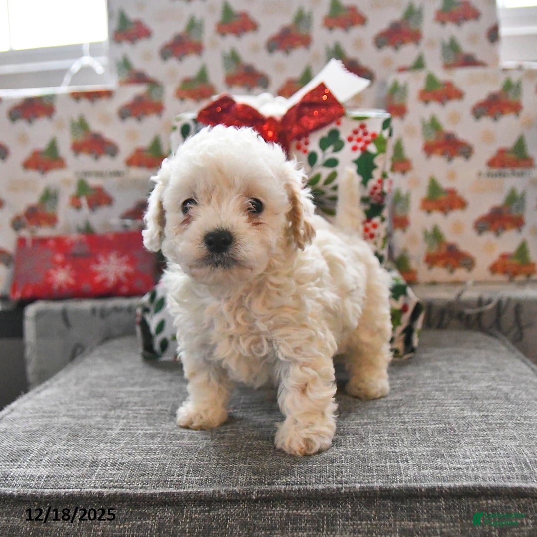 Toy Poodle dogs for sale: Wyatt  - Ad 3