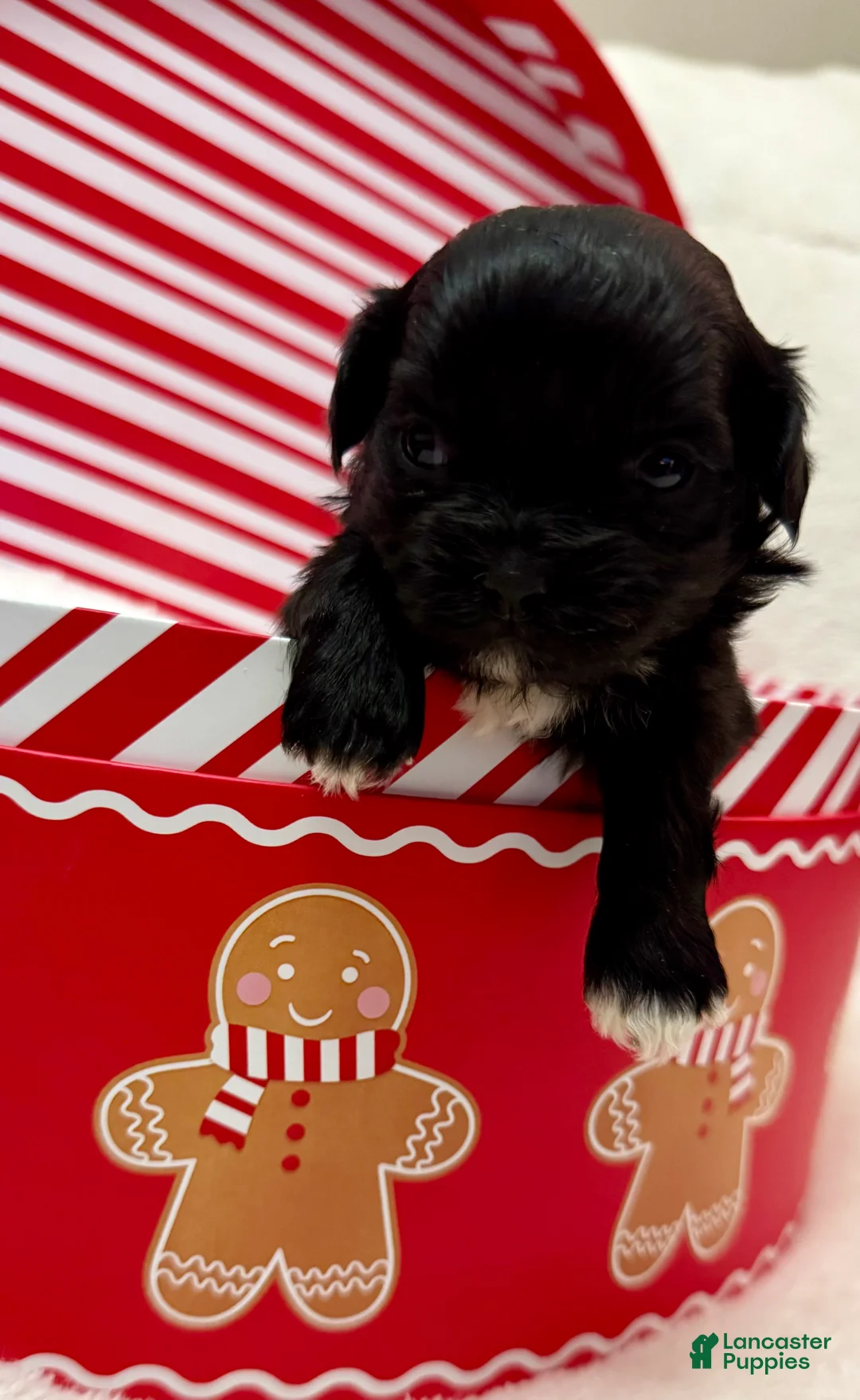 Shihpoo dogs for sale: Luna - Ad 13