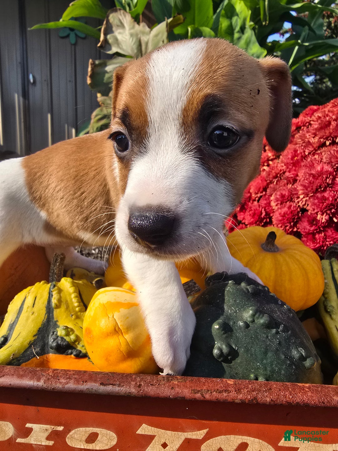 Jack Russell Terrier dogs for sale: Walter - Ad 6