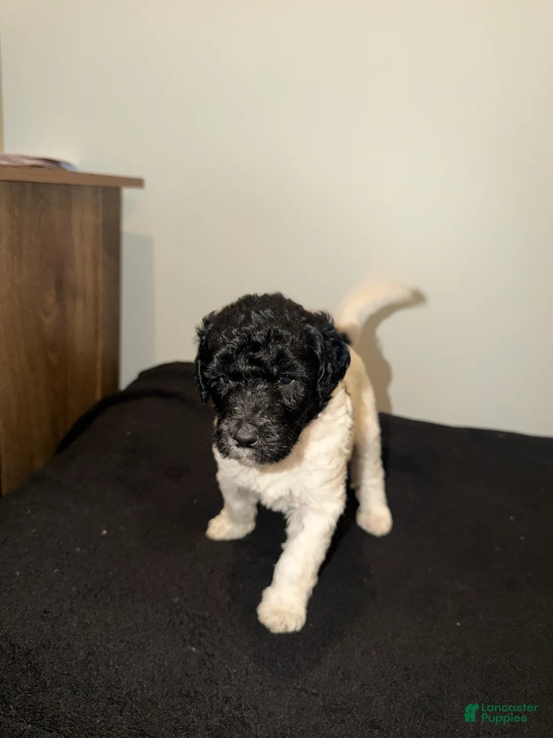Labradoodle dogs for sale: Allyson  - Ad 2