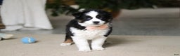 Miniature Australian Shepherd dogs for sale: Trixie - Ad 5