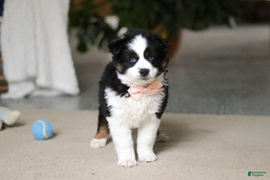 Miniature Australian Shepherd dogs for sale: Trixie - Ad 5