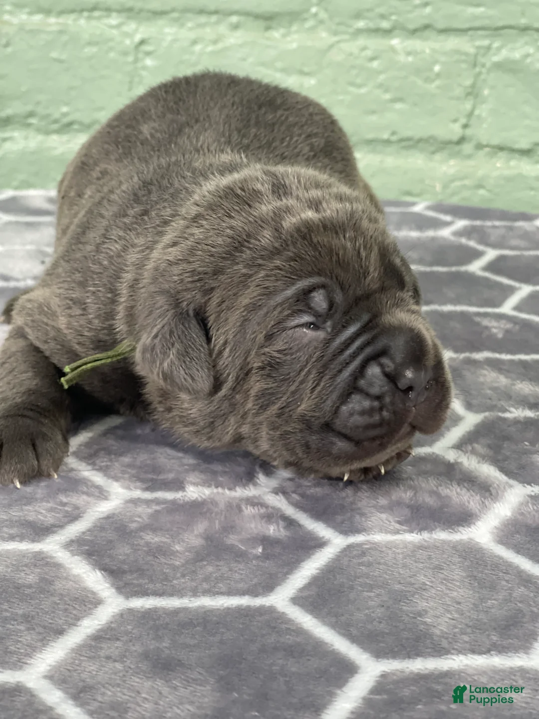 Cane Corso dogs for sale: Cane Corso 3 - Ad 2