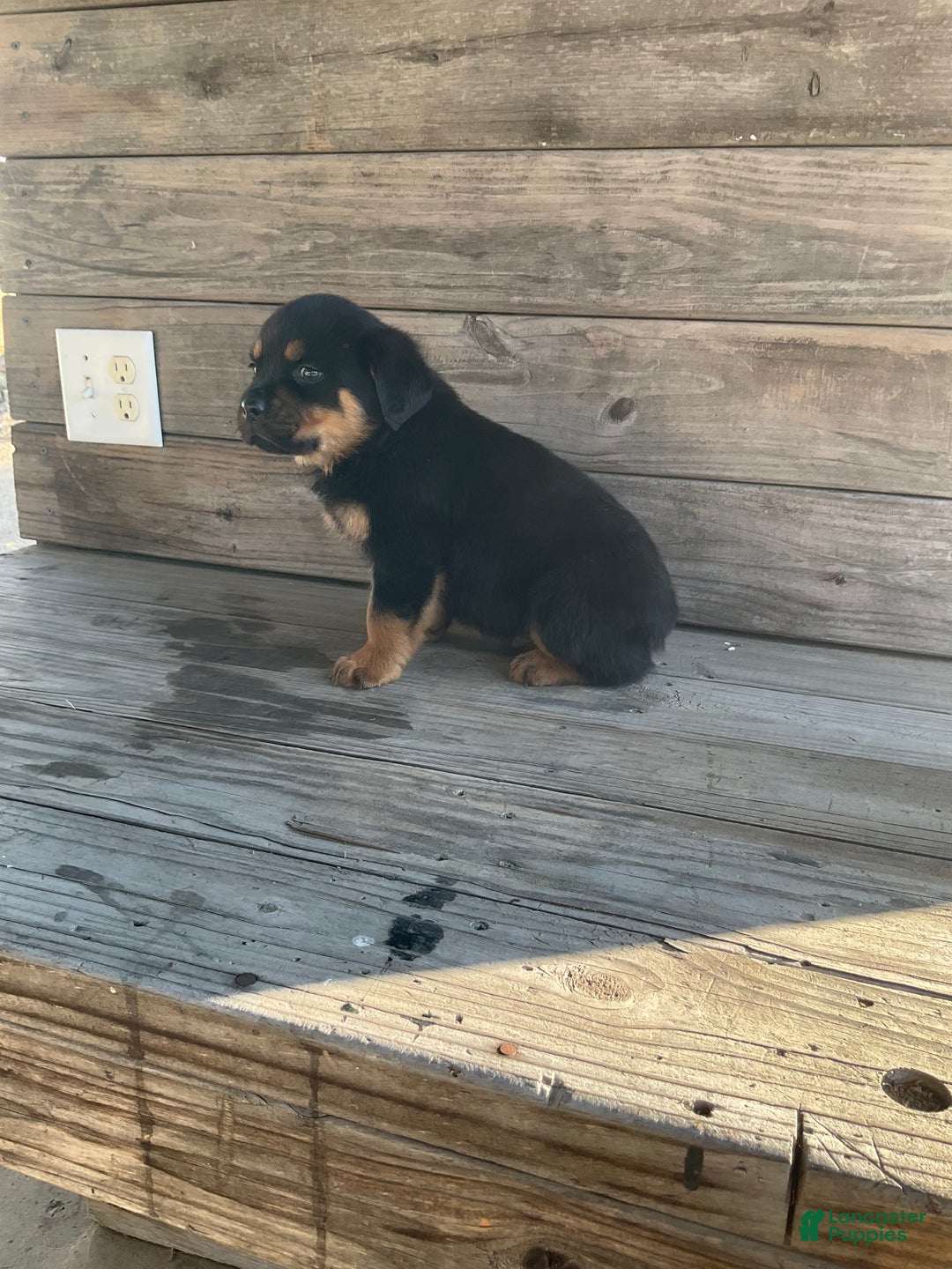 Rottweiler dogs for sale: Dasher - Ad 2
