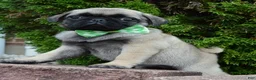 Pug dogs for sale: Pearl - Ad 12