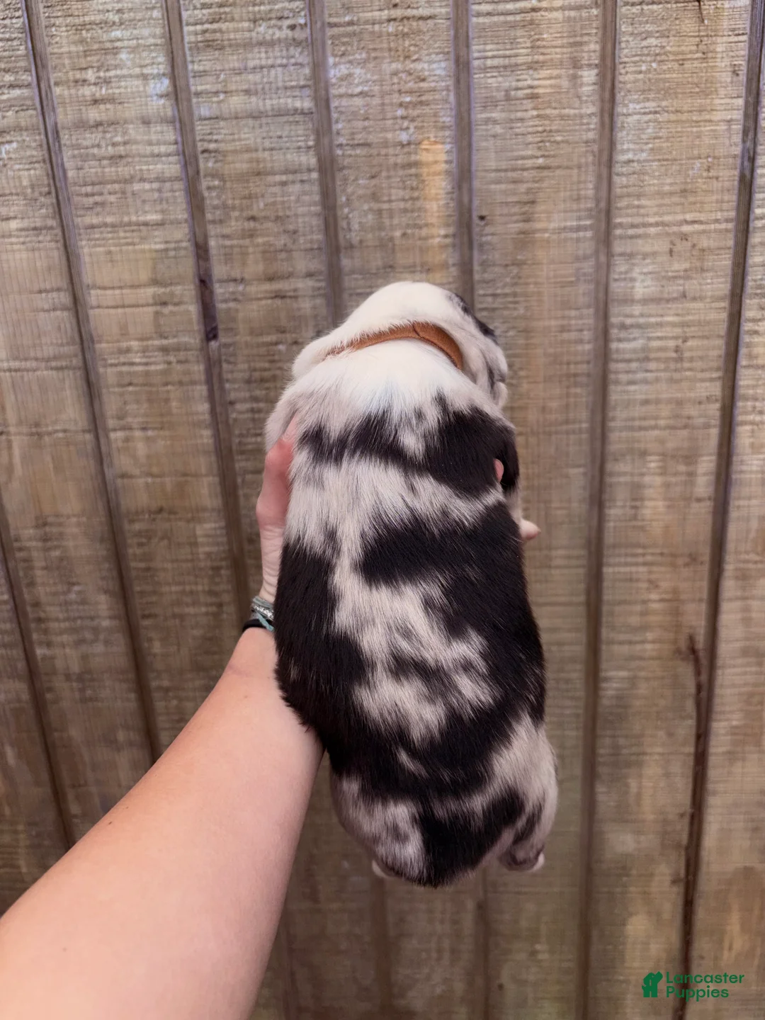 Australian Shepherd dogs for sale: Australian Shepherd Puppy 4 - Ad 2