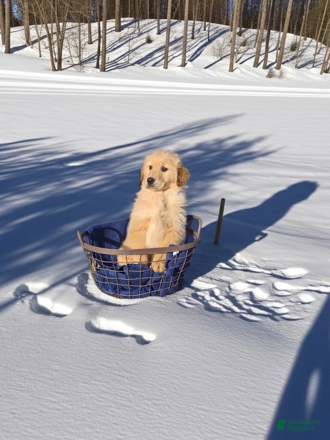 Golden Retriever dogs for sale: Golden Retriever Puppy 5 - Ad 3
