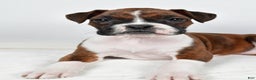 Boxer dogs for sale: Bella - Ad 4