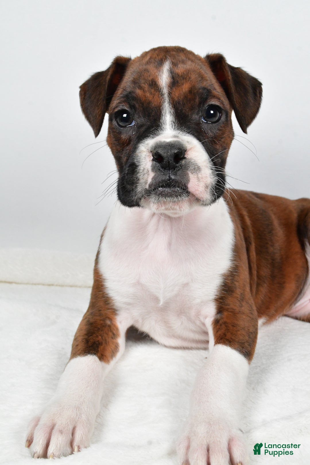 Boxer dogs for sale: Bella - Ad 4