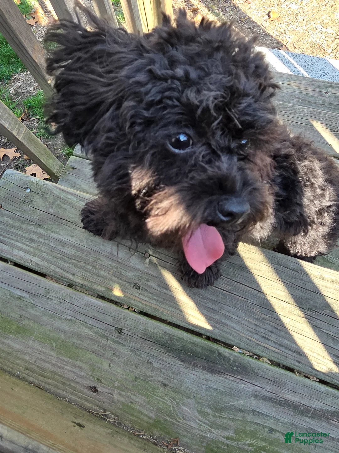 Toy Poodle dogs for sale: Teacup Poodle Puppy - Ad 2
