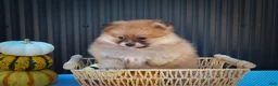 Pomeranian dogs for sale: Milly🩷  - Ad 4