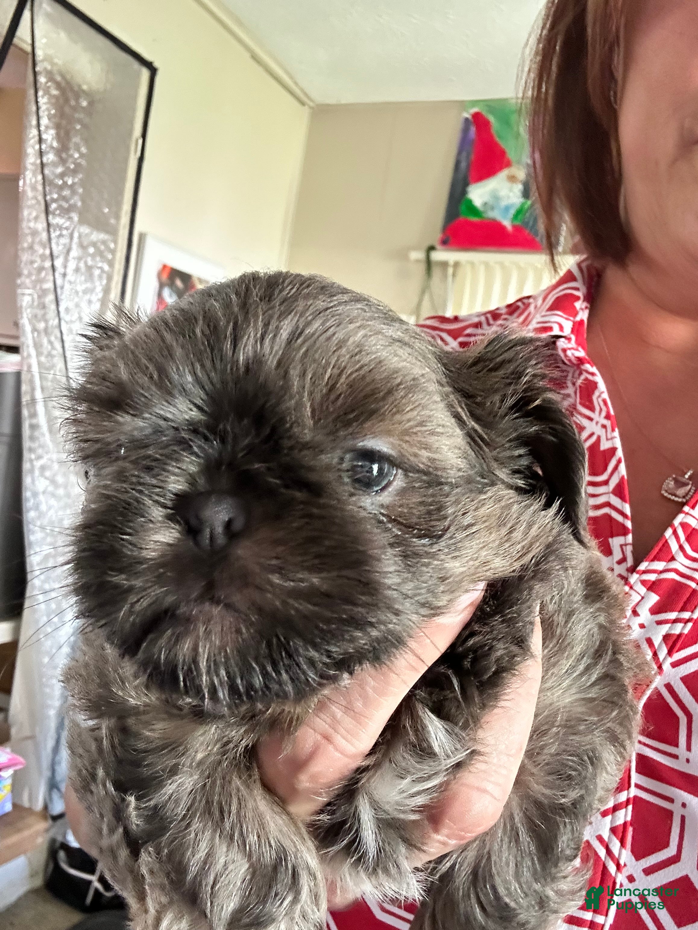 Shih Tzu dogs for sale: Shih Tzu Puppy 2 - Ad 4