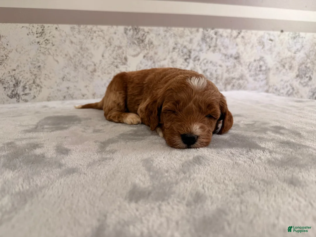 Mini Goldendoodle dogs for sale: Cole - Ad 5